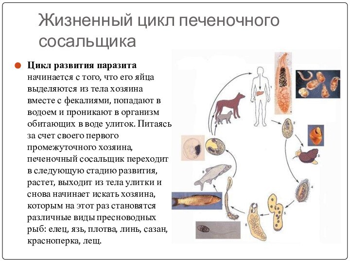 Жизненный цикл печеночного сосальщикаЦикл развития паразита начинается с того, что его яйца