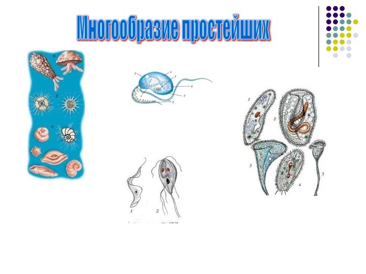 Многообразие простейших