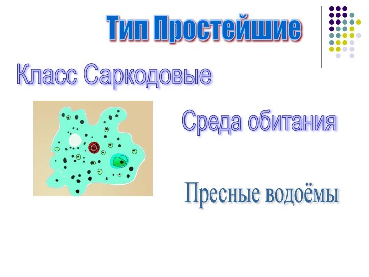 Тип Простейшие Класс Саркодовые Среда обитания Пресные водоёмы