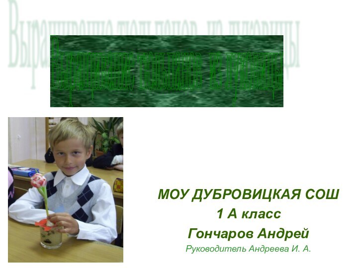 МОУ ДУБРОВИЦКАЯ СОШ1 А класс Гончаров АндрейРуководитель Андреева И. А.Выращивание тюльпанов из луковицы