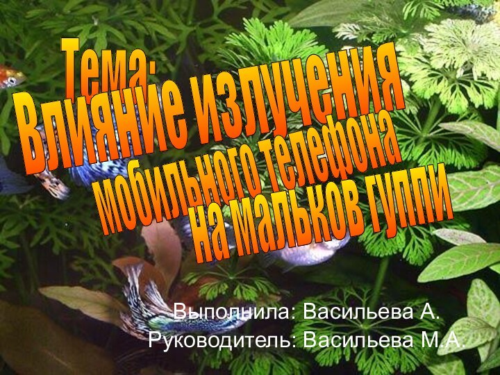 Выполнила: Васильева А.Руководитель: Васильева М.А. Тема:Влияние излучения мобильного телефонана мальков гуппи