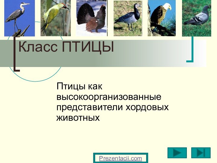 Класс ПТИЦЫ Птицы как высокоорганизованные представители хордовых животных Prezentacii.com