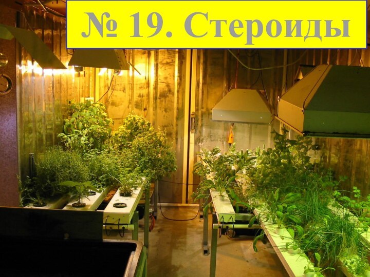 № 19. Стероиды