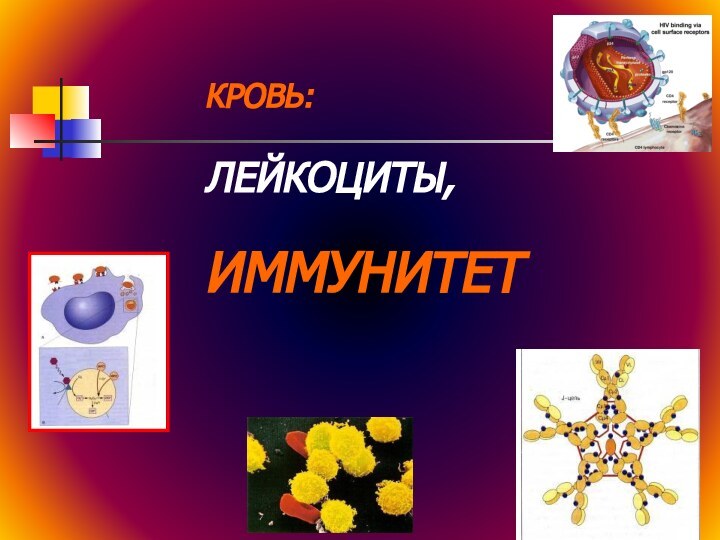 КРОВЬ: ЛЕЙКОЦИТЫ,ИММУНИТЕТ