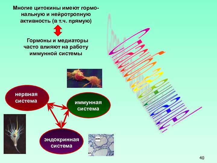 Спасибо за внимание! Многие цитокины имеют гормо-нальную и нейротропнуюактивность (в т.ч. прямую)