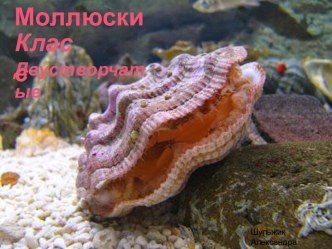 Двустворчатые моллюски