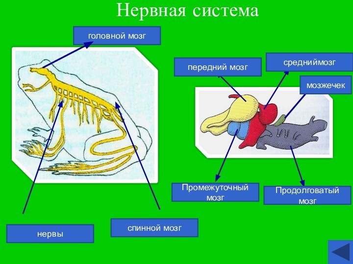 Функция головного мозга лягушки. Строение нервной системы земноводных. Нервная система земноводных амфибий. Строение нервной системы лягушки. Нервная система амфибий схема.