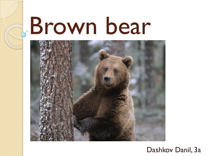 Brown bearDashkov Danil, 3a