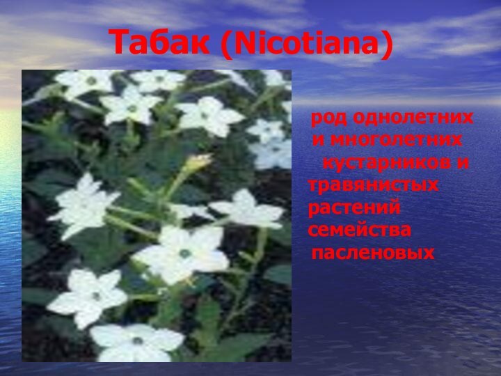 Табак (Nicotiana)