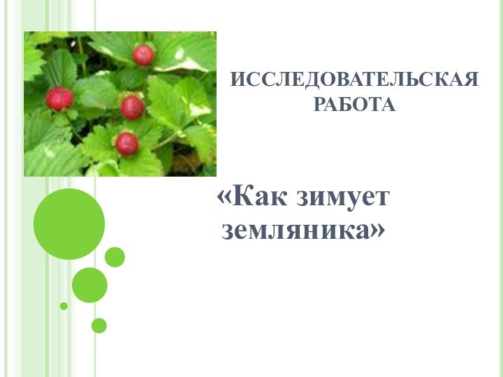 ИССЛЕДОВАТЕЛЬСКАЯ РАБОТА «Как зимует земляника»