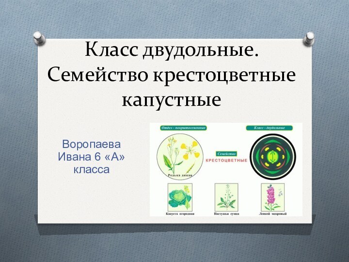 Класс двудольные. Семейство крестоцветные капустные Воропаева Ивана 6 «А» класса