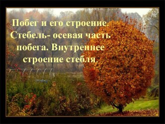 Побег и его строение.Стебель-осевая часть побега.Внутреннее строение стебля