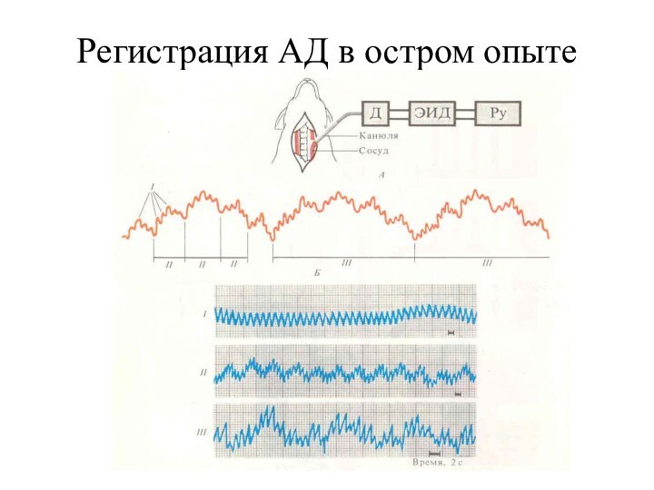 Регистрация АД в остром опыте