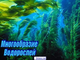 Многообразие водорослей