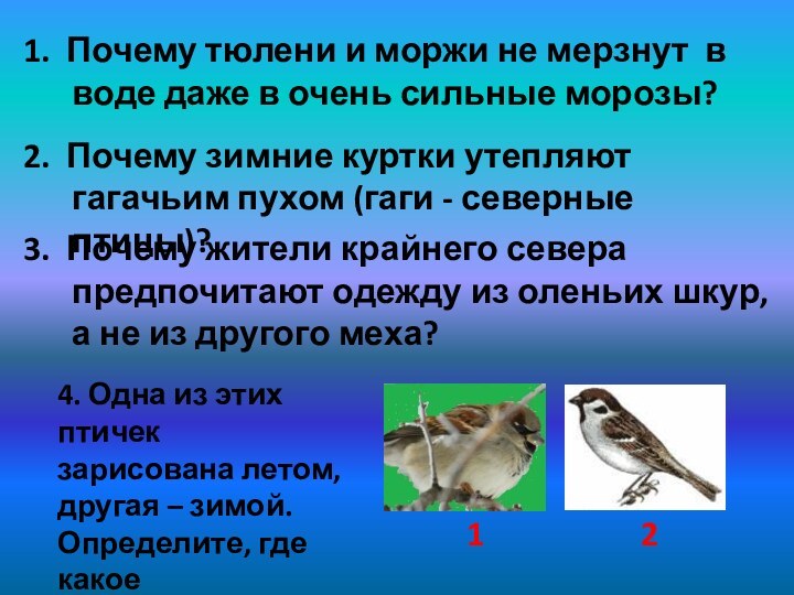 4. Одна из этих птичек зарисована летом, другая – зимой. Определите, где