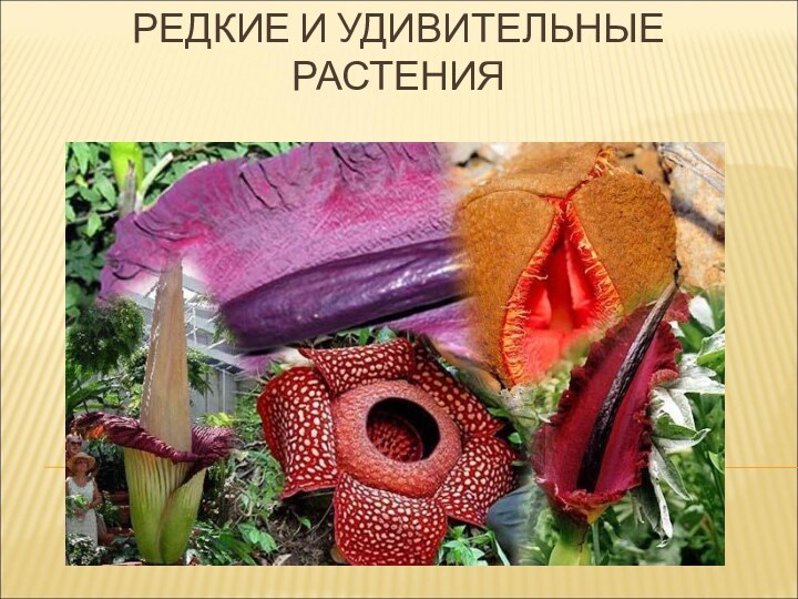 РЕДКИЕ И УДИВИТЕЛЬНЫЕ РАСТЕНИЯ