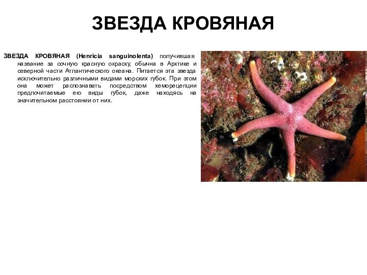 ЗВЕЗДА КРОВЯНАЯЗВЕЗДА КРОВЯНАЯ (Henricia sanguinolenta) получившая название за сочную красную окраску, обычна