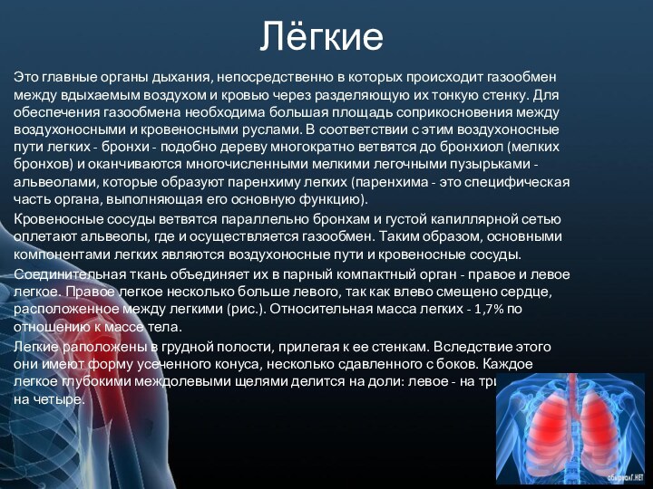 ЛёгкиеЭто главные органы дыхания, непосредственно в которых происходит газообмен между вдыхаемым воздухом