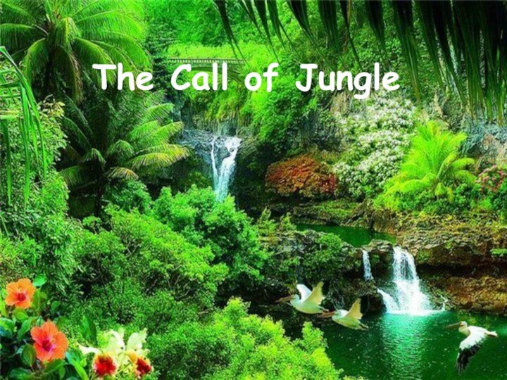 The Call of Jungle