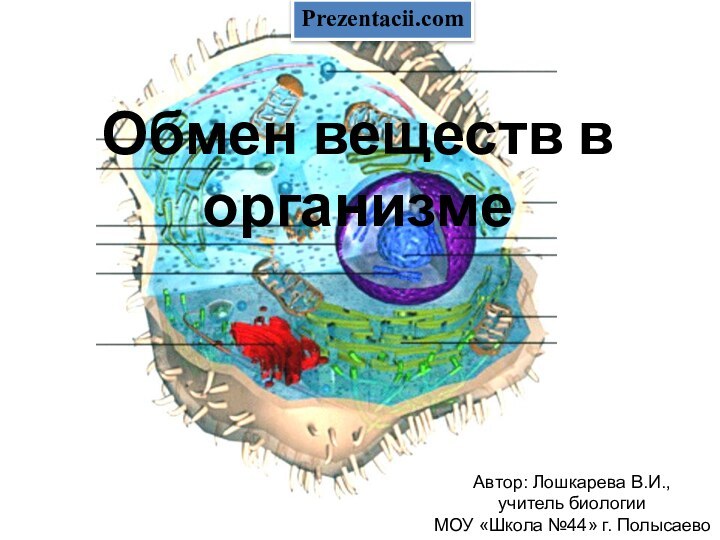 Обмен веществ в организмеАвтор: Лошкарева В.И., учитель биологии МОУ «Школа №44» г. ПолысаевоPrezentacii.com