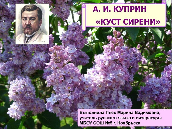 А. И. КУПРИН «КУСТ СИРЕНИ»Выполнила Плех Марина Вадимовна, учитель русского языка и