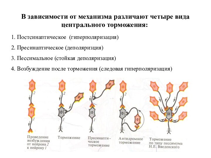 В зависимости от механизма различают четыре вида центрального торможения:1. Постсинаптическое (гиперполяризация)2.