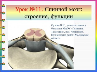 Спинной мозг: строение, функции