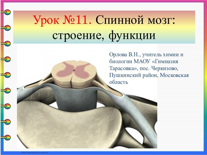 Урок №11. Спинной мозг: строение, функцииОрлова В.Н., учитель химии и биологии МАОУ