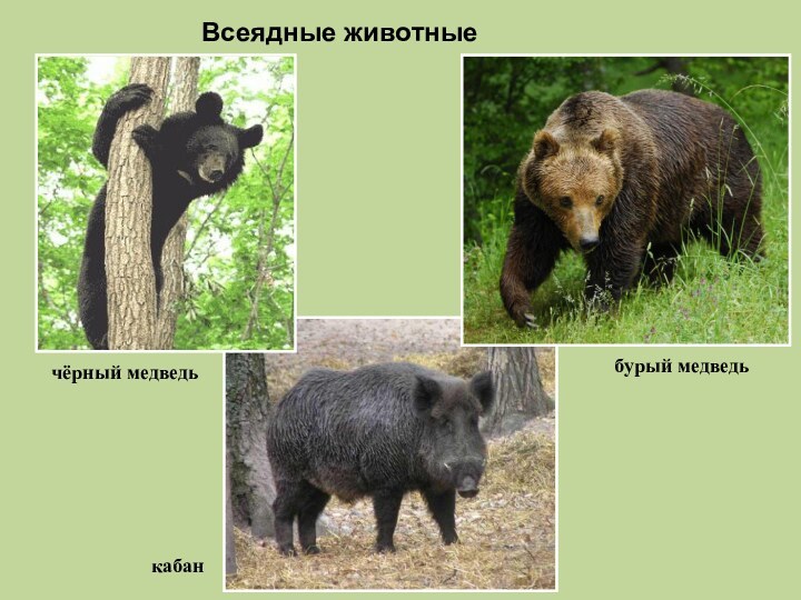 Всеядные животныечёрный медведьбурый медведькабан