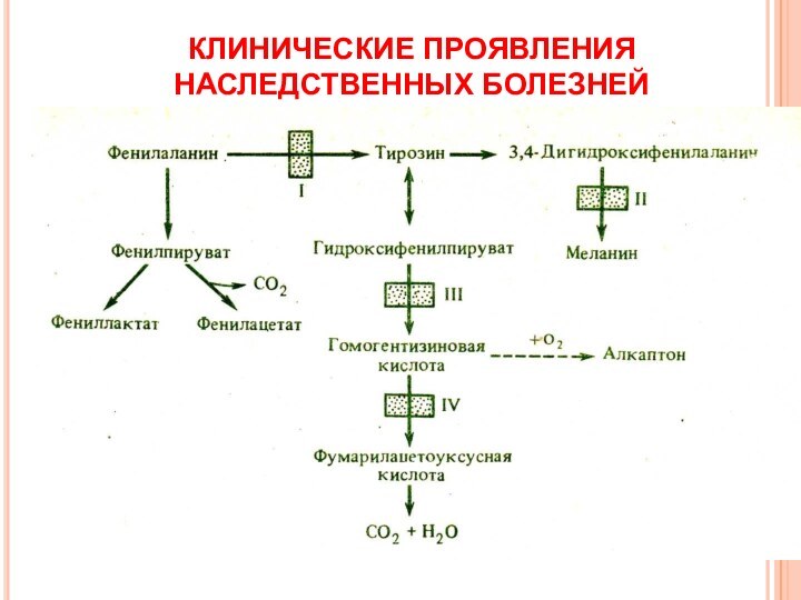 КЛИНИЧЕСКИЕ ПРОЯВЛЕНИЯ НАСЛЕДСТВЕННЫХ БОЛЕЗНЕЙ