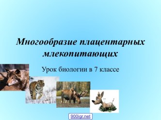 Класс Млекопитающие