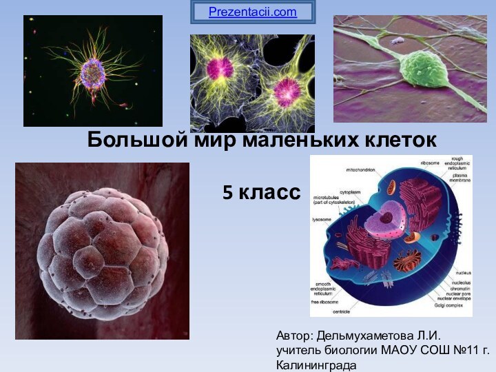 Большой мир маленьких клеток  5 класс  Автор: Дельмухаметова Л.И.учитель биологии