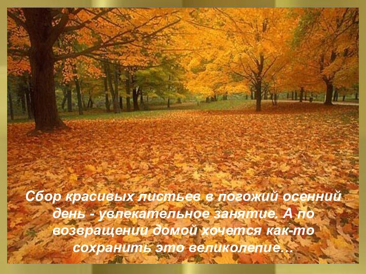 Сбор красивых листьев в погожий осенний день - увлекательное занятие. А по