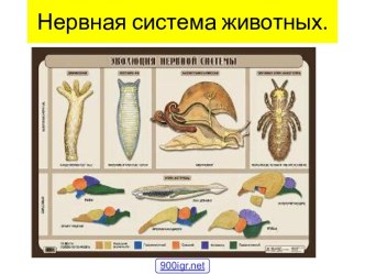 Строение нервной системы животных