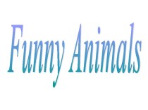 Funny animals