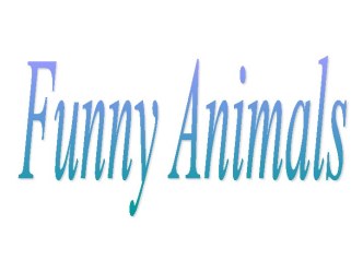 Funny animals