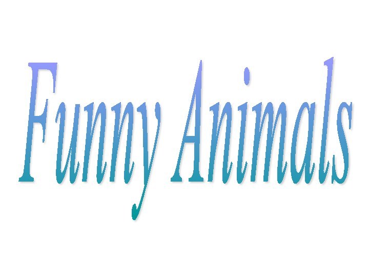 Funny Animals