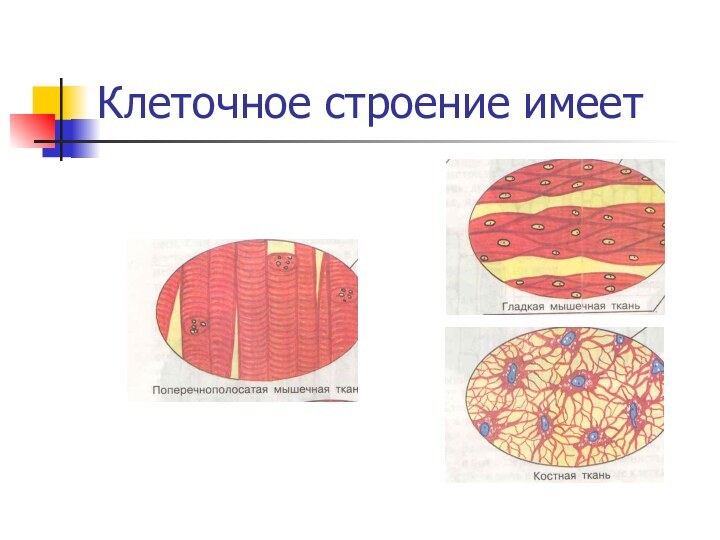 Клеточное строение имеет