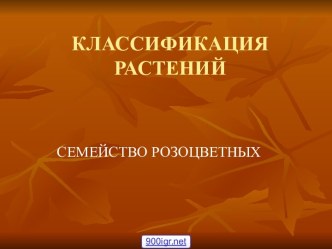 Семейство розоцветные