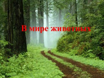 В мире животных