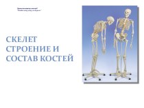 Скелет. Строение и состав костей