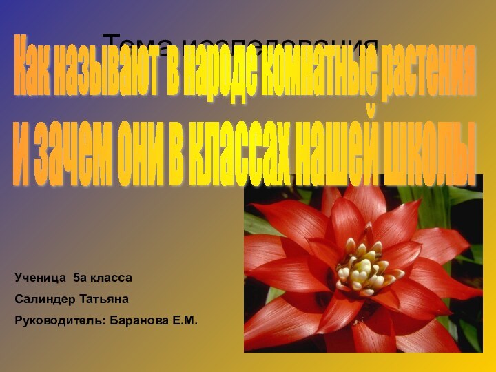 Тема исследованияКак называют в народе комнатные растения Ученица 5а класса Салиндер ТатьянаРуководитель: