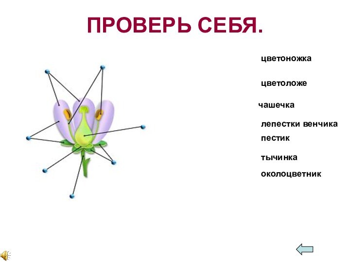 ПРОВЕРЬ СЕБЯ.цветоножкацветоложечашечкалепестки венчикатычинкаоколоцветникпестик