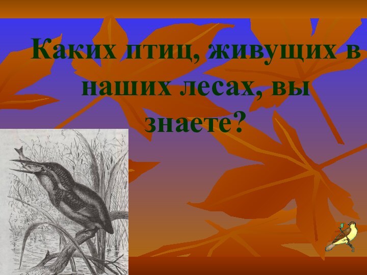 Каких птиц, живущих в наших лесах, вы знаете?