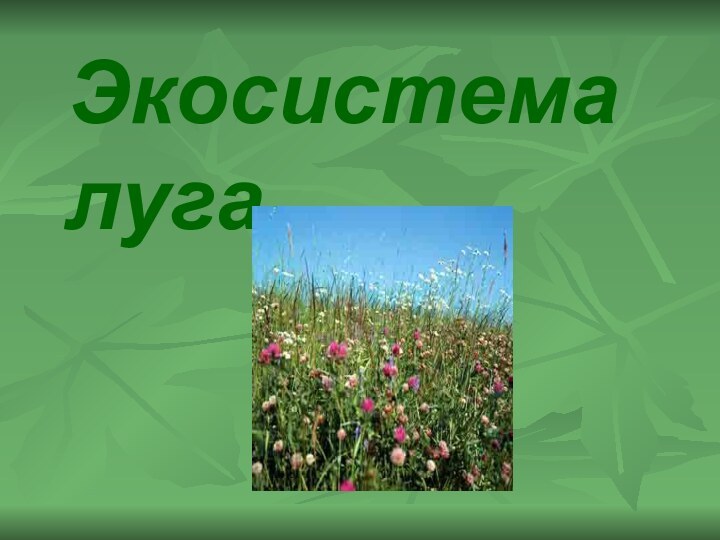 Экосистема луга