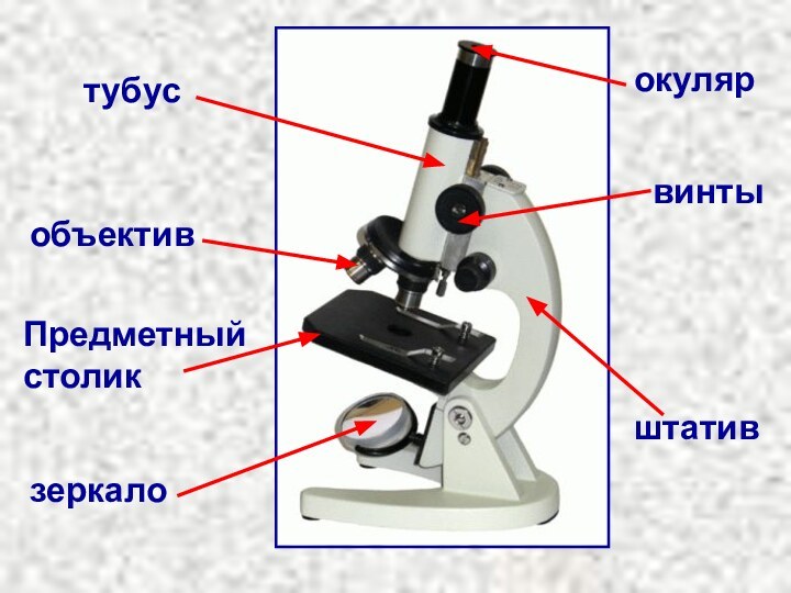 окулярштативвинтызеркалоПредметныйстоликобъективтубус