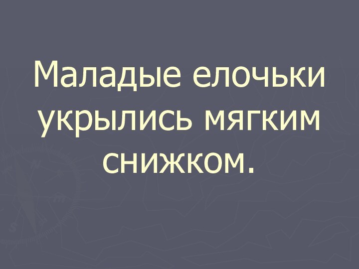 Маладые елочьки укрылись мягким снижком.