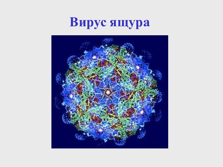 Вирус ящура