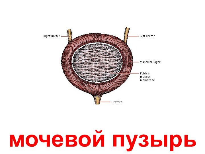 мочевой пузырь