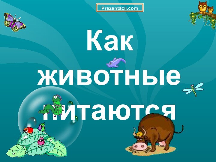 Как животные питаютсяPrezentacii.com